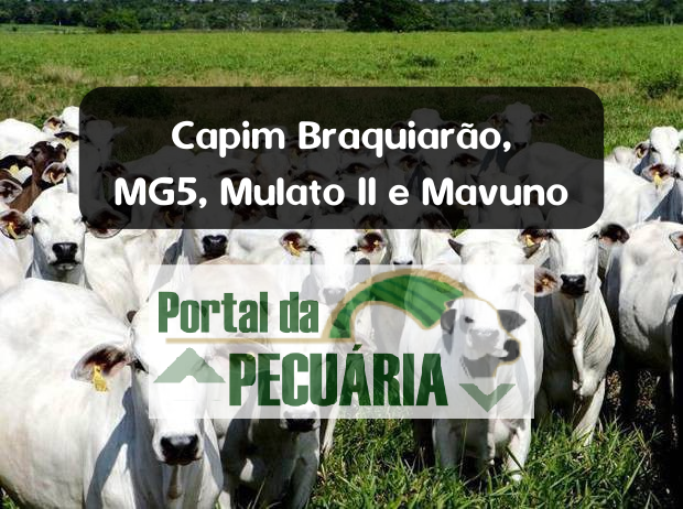 Pastejo rotacionado gado de corte no Capim Braquiarão, MG5, Mulato II e Mavuno - Dimensionamento e planejamento nutricional para ter capim o ano todo